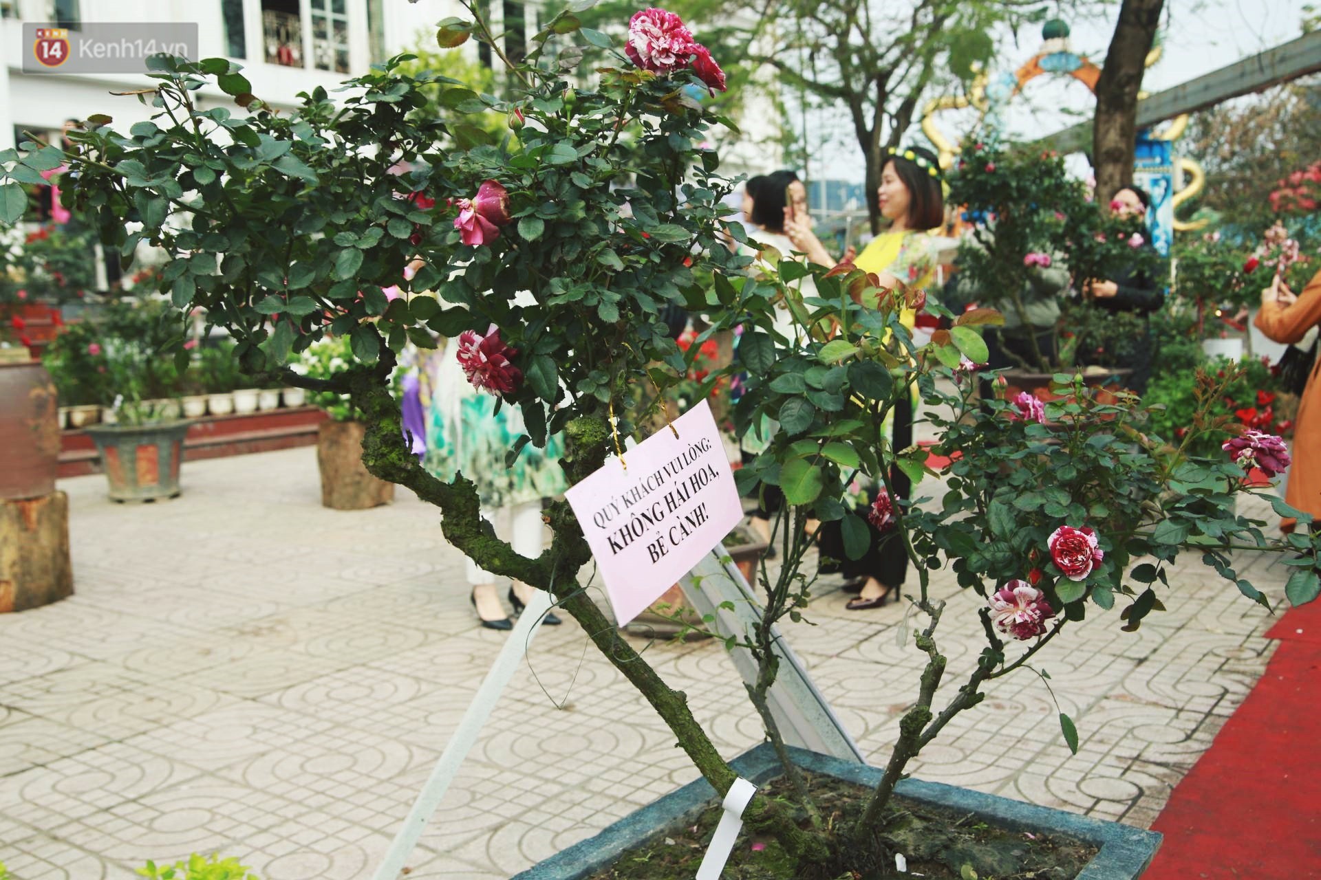 Lễ hội hoa hồng Bulgaria khoe sắc với gần 2.000 giống hoa đúng dịp Quốc tế phụ nữ 8/3